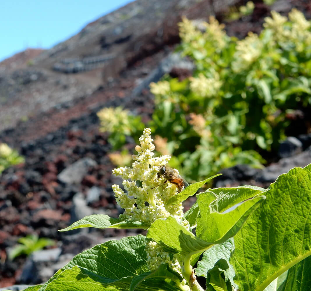 富士登山だけじゃない！夏の五合目で植物観察