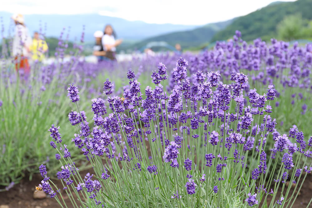 ラベンダー開花情報!【河口湖ハーブフェスティバル2019】