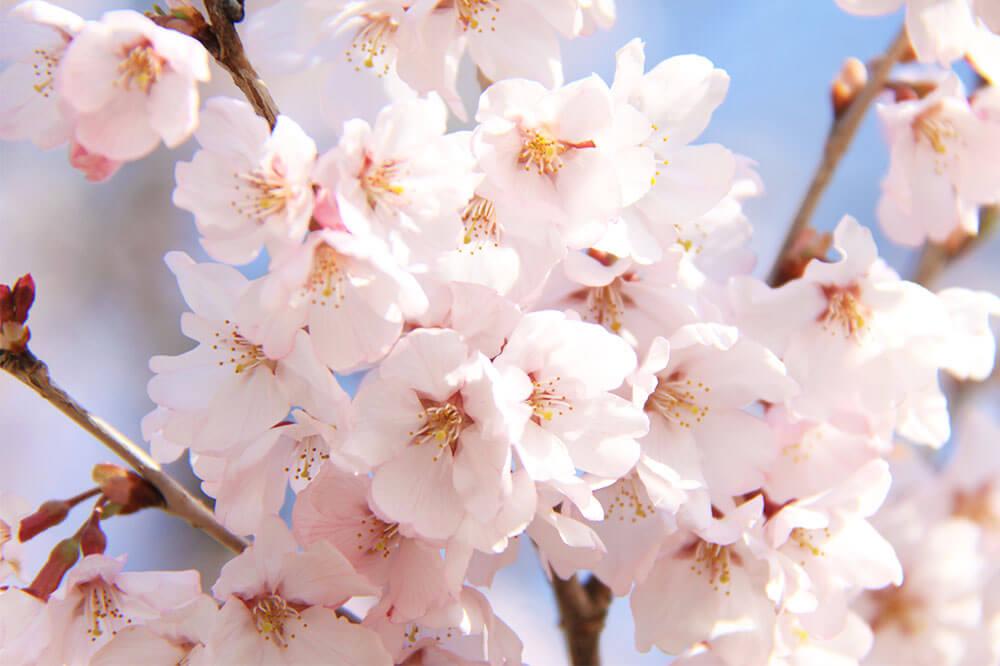 「お花見」を逃したあなたにオススメ！世界一のビールと「お富士見」♪