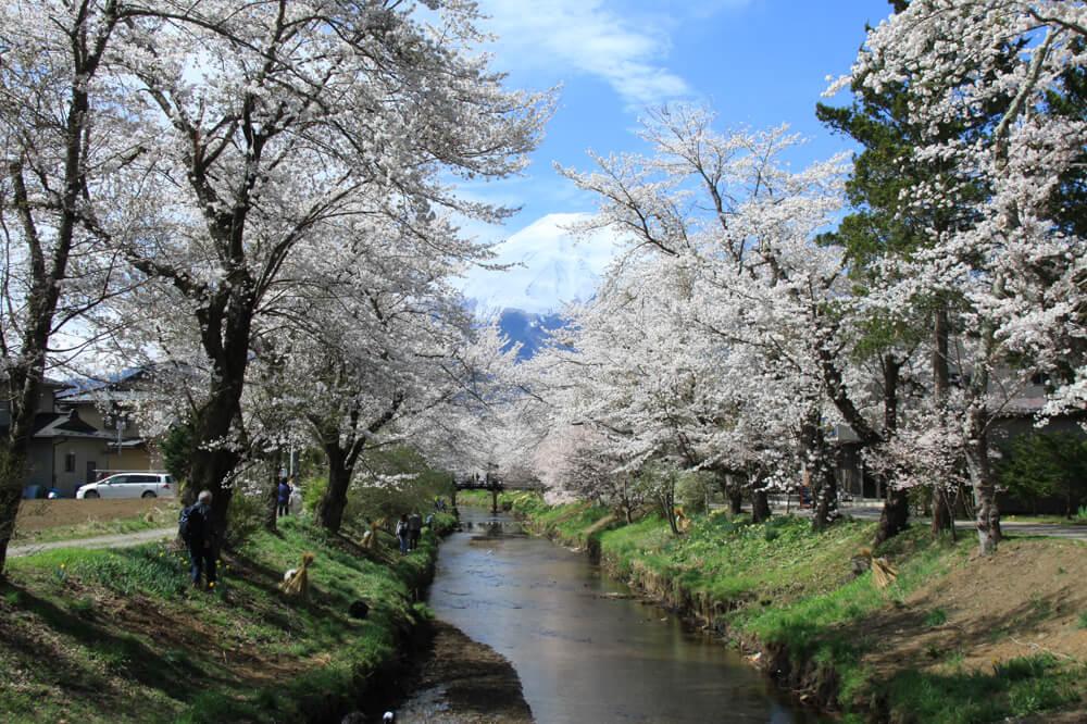 サクラ咲け！富士山周辺桜開花状況！【山中湖編2019年版】