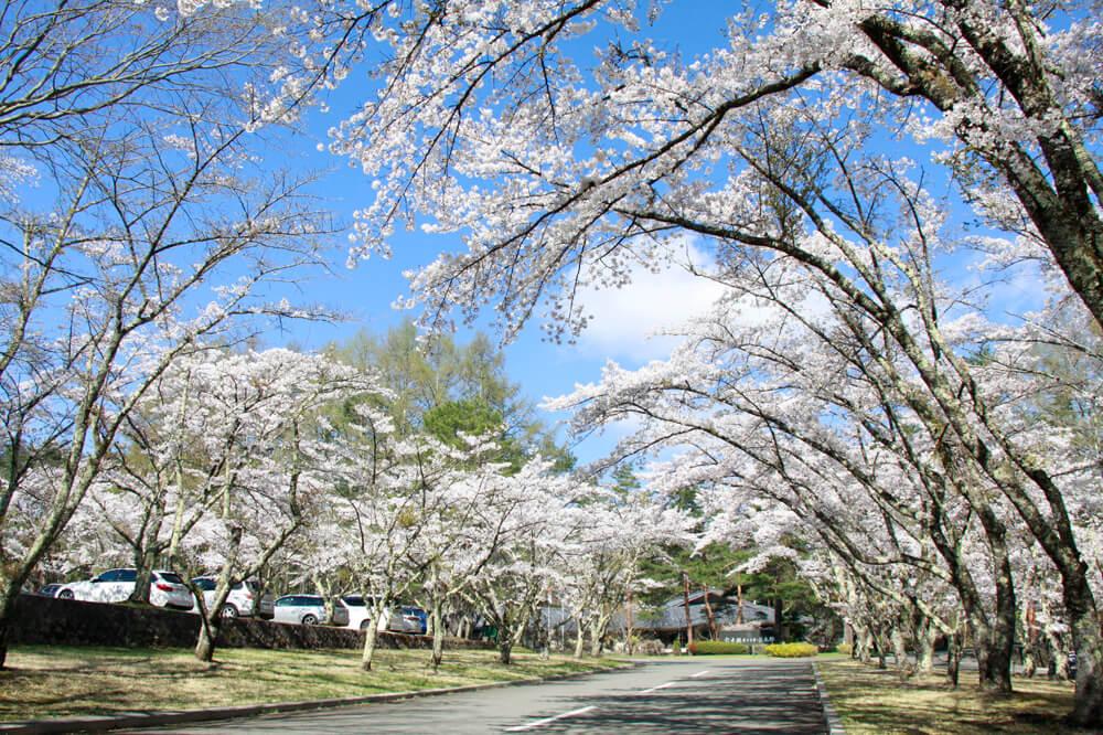 河口湖のゴルフ場でお花見ゴルフで桜とゴルフ、両方楽しもう！