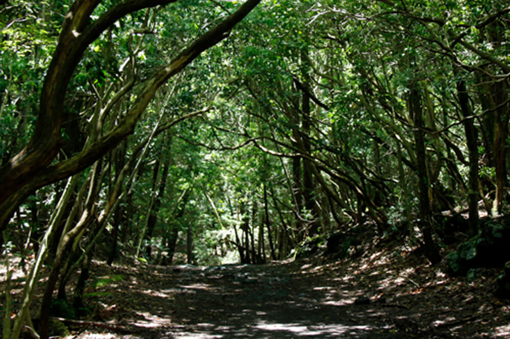 東海自然歩道を歩く紅葉台・三湖台・五湖台トレッキングコース