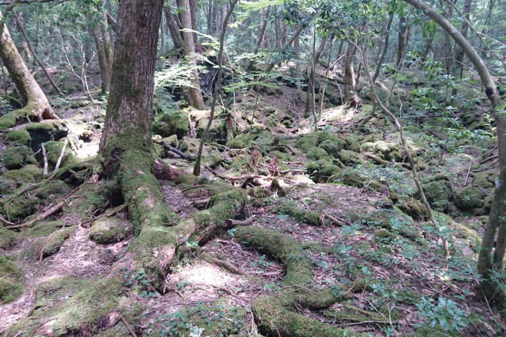 富士山・青木ヶ原樹海の行き方・歩き方・楽しみ方！