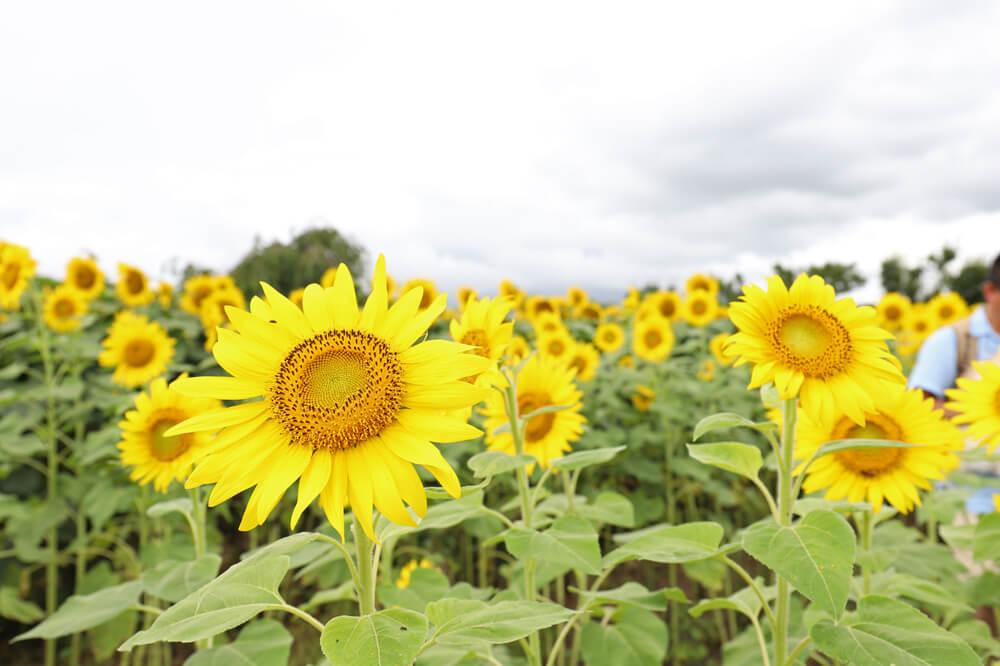 富士山とヒマワリの美しい共演！季節の花々が咲く山中湖・花の都公園