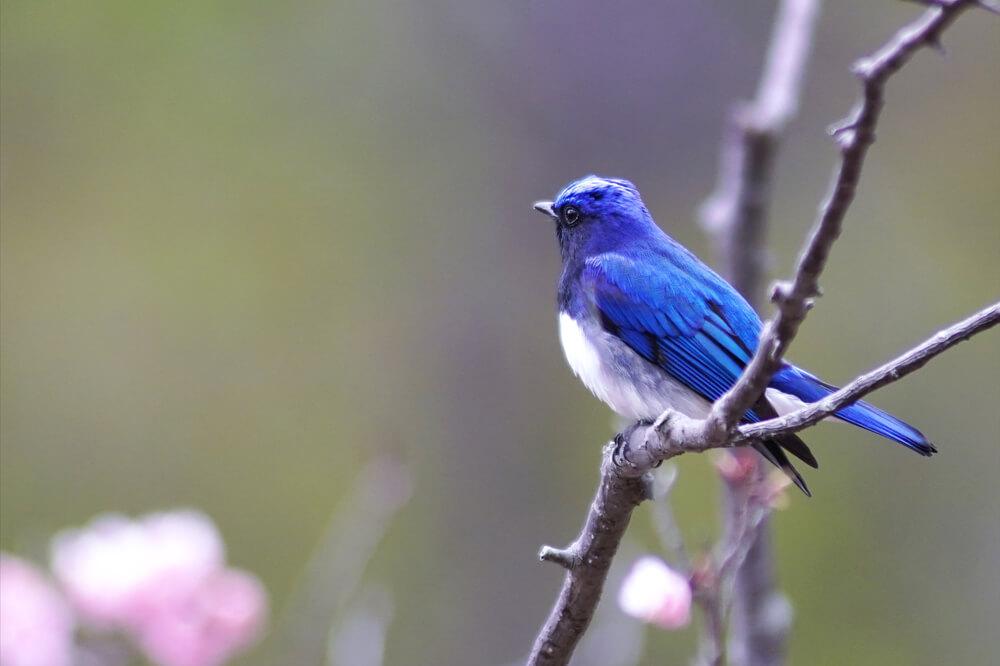 富士山・河口湖に生息する野鳥　5選