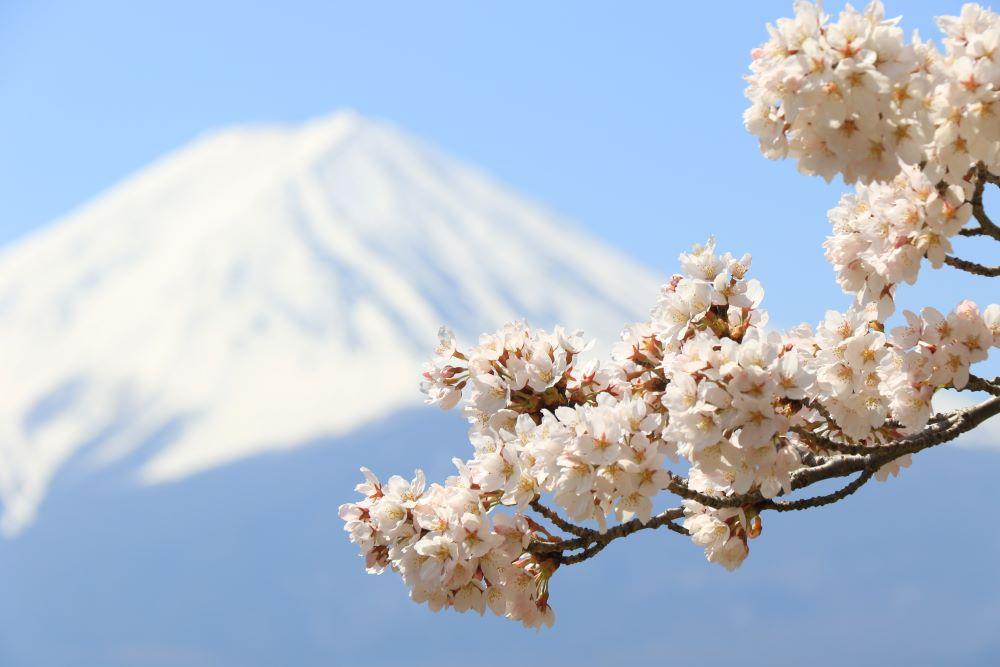 富士山と桜の絶景を満喫!山梨の桜の名所を紹介