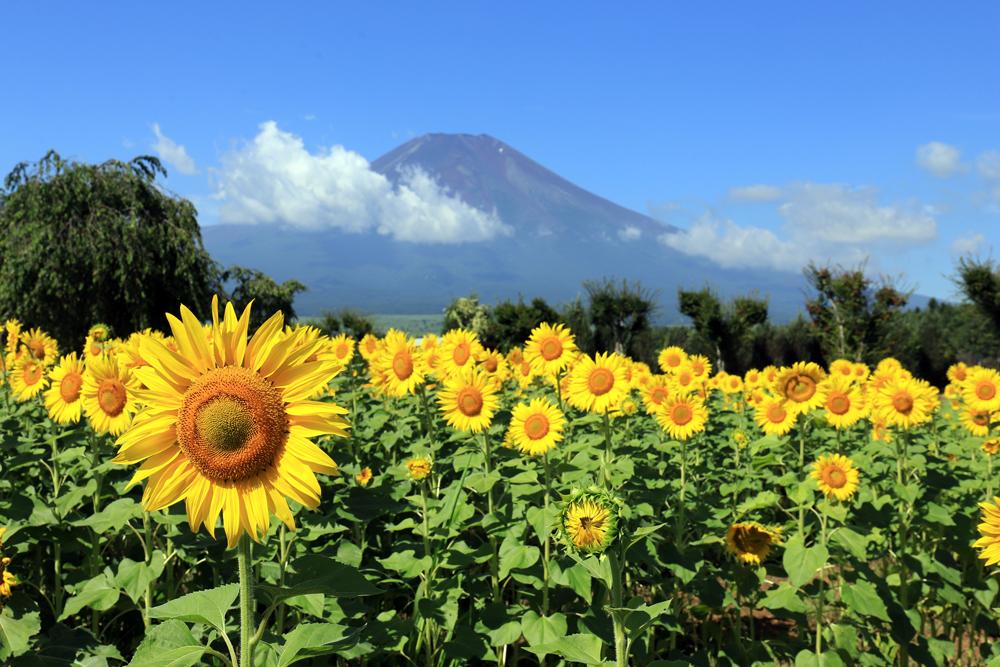 【8月】富士山周辺のおすすめの服装と写真ギャラリー