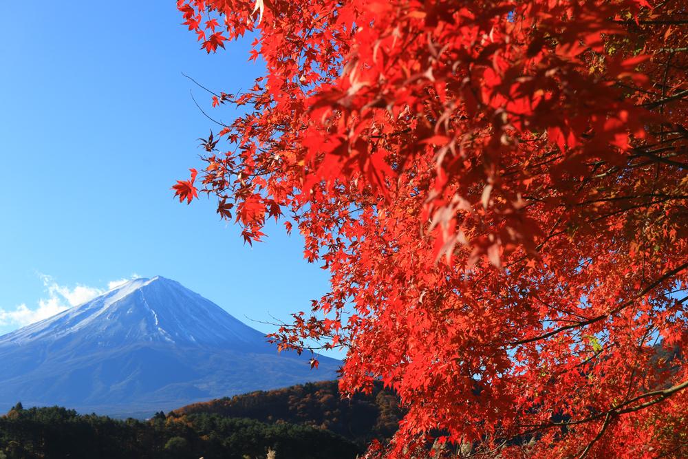 富士山ともみじを同時に楽しむなら? 紅葉おすすめスポット8選